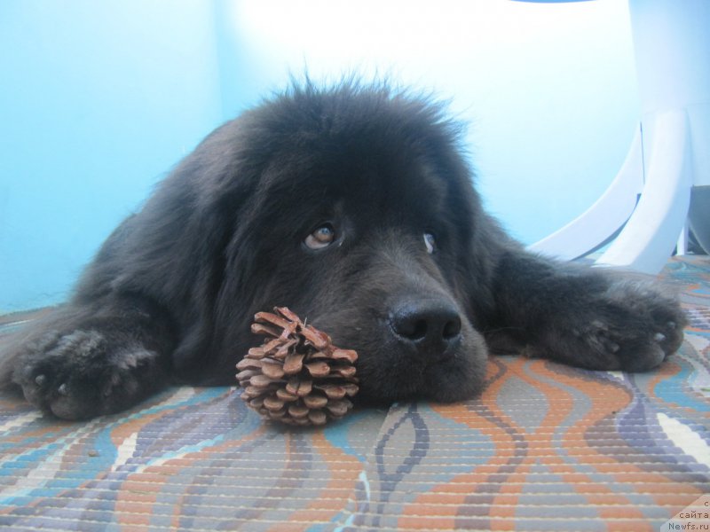 Фотография № 214111