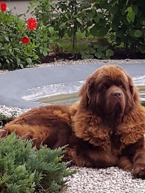 Фото: ньюфаундленд Браунблад МСК Хаиес Хаго (Brownblood MSK Hayes Hago)