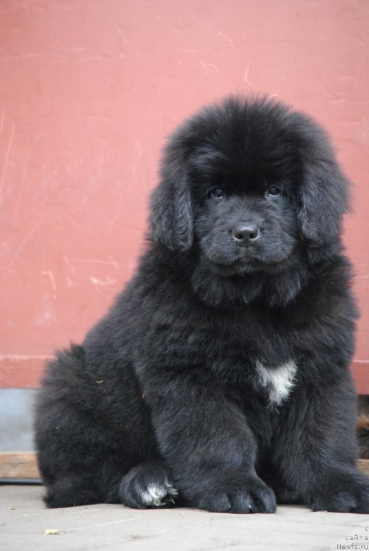 Фото: ньюфаундленд Моя Стихия Мисс Пиджи