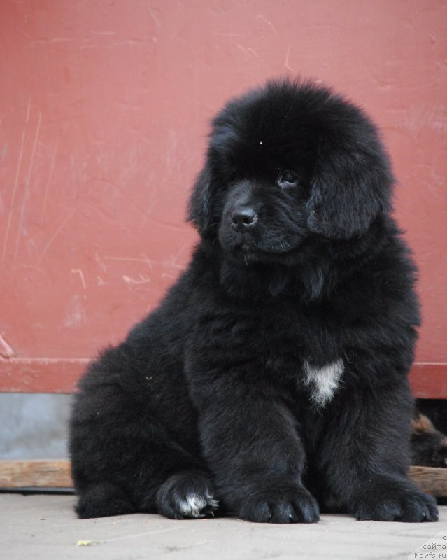 Фото: ньюфаундленд Моя Стихия Мисс Пиджи