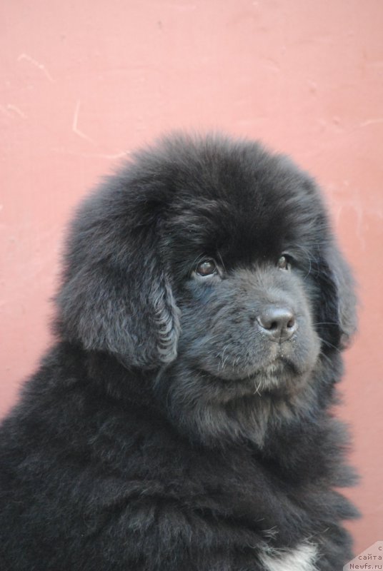 Фото: ньюфаундленд Моя Стихия Мисс Пиджи