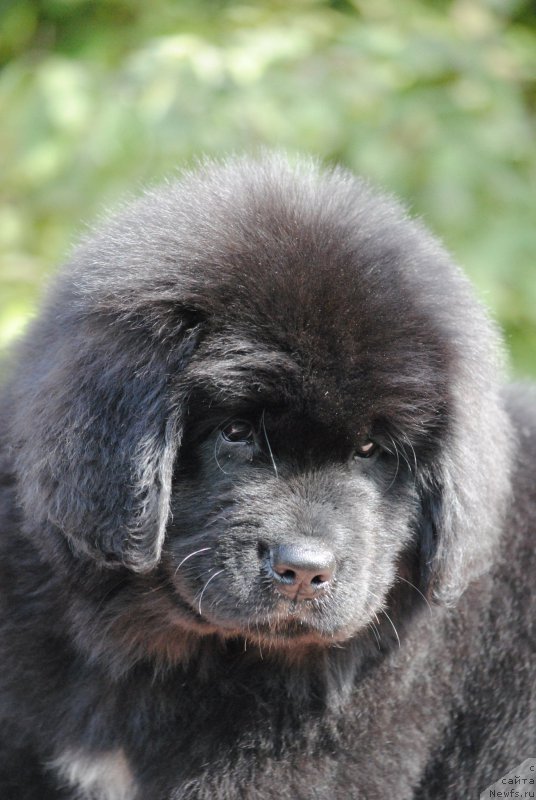 Фото: ньюфаундленд Моя Стихия Мисс Пиджи