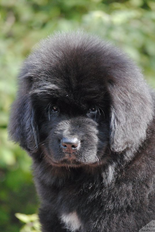 Фото: ньюфаундленд Моя Стихия Мисс Пиджи