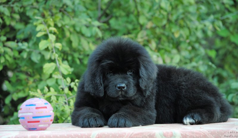 Фото: ньюфаундленд Моя Стихия Мисс Пиджи