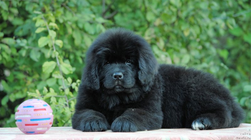 Фото: ньюфаундленд Моя Стихия Мисс Пиджи