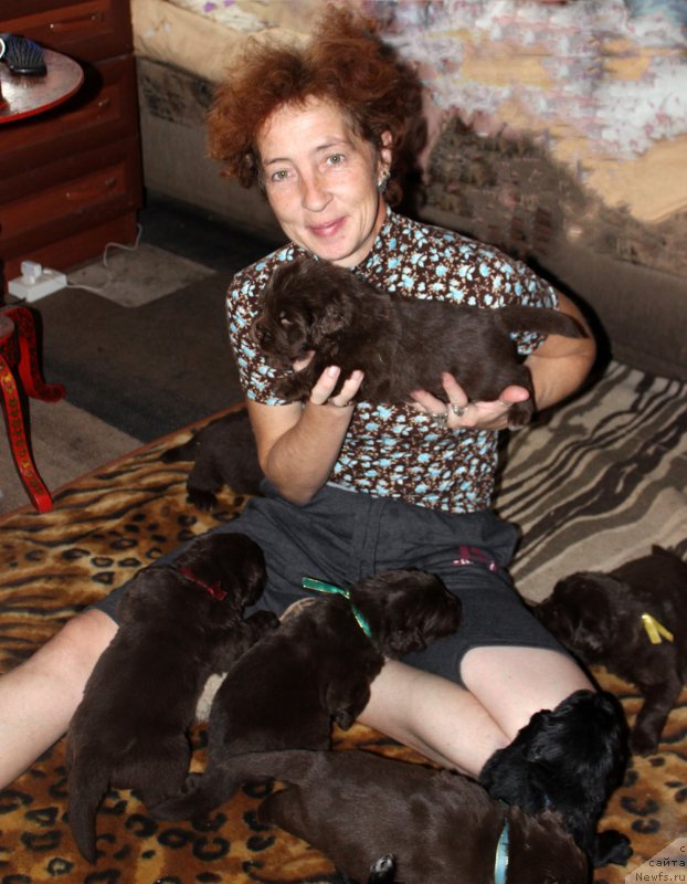 Фото: ньюфаундленд Мерседес Вялiкi Мядзведзь (Mercedes Vialiki Miadzvedz)