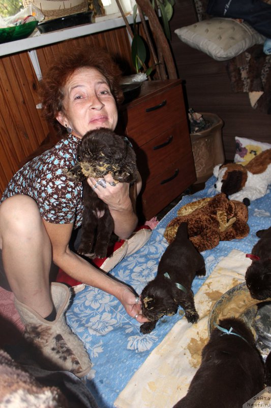 Фото: ньюфаундленд Мерседес Вялiкi Мядзведзь (Mercedes Vialiki Miadzvedz)