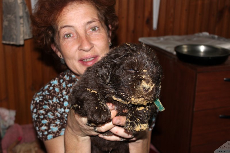 Фото: ньюфаундленд Мерседес Вялiкi Мядзведзь (Mercedes Vialiki Miadzvedz)