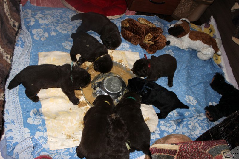 Фото: ньюфаундленд Мерседес Вялiкi Мядзведзь (Mercedes Vialiki Miadzvedz)