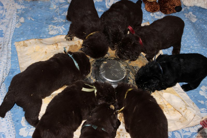 Фото: ньюфаундленд Мерседес Вялiкi Мядзведзь (Mercedes Vialiki Miadzvedz)