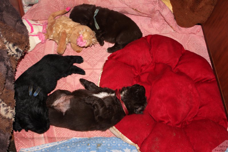 Фото: ньюфаундленд Мерседес Вялiкi Мядзведзь (Mercedes Vialiki Miadzvedz)