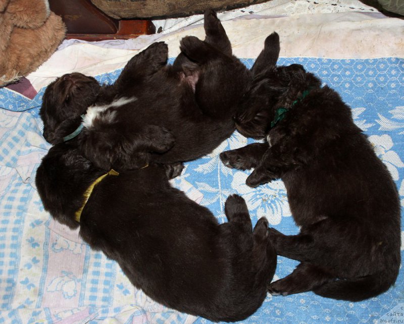 Фото: ньюфаундленд Мерседес Вялiкi Мядзведзь (Mercedes Vialiki Miadzvedz)