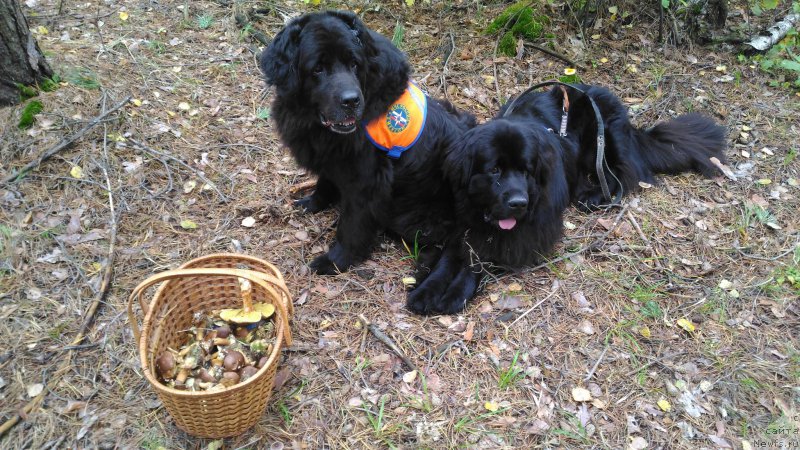 Фотография № 214134