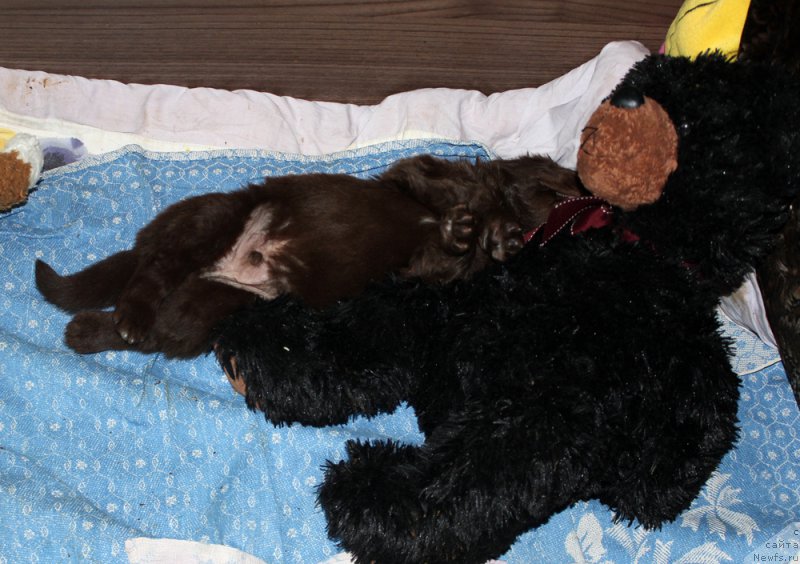 Фото: ньюфаундленд Мерседес Вялiкi Мядзведзь (Mercedes Vialiki Miadzvedz)