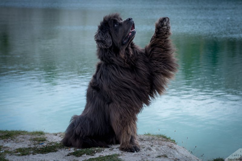 Фотография № 214136