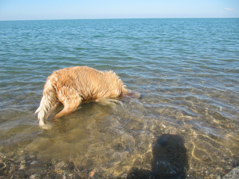 Фотография № 214141