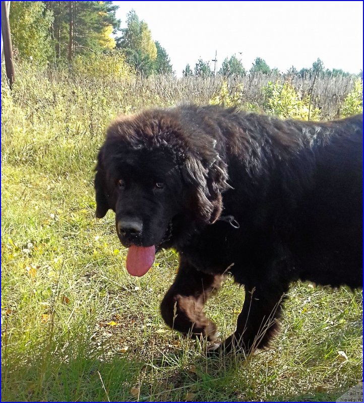 Фотография № 214157