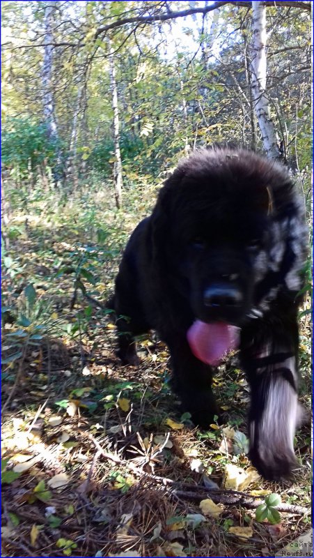 Фото: ньюфаундленд Ньюфорт Лапочка Дочка