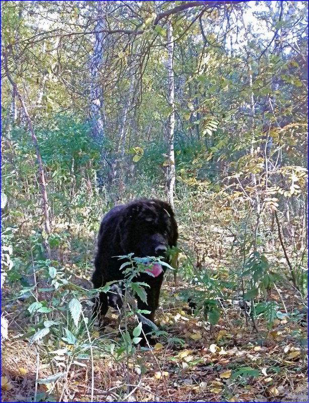 Фото: ньюфаундленд Ньюфорт Лапочка Дочка