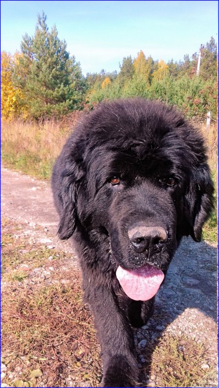 Фото: ньюфаундленд Ньюфорт Лапочка Дочка