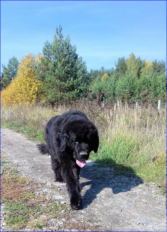 Фото: ньюфаундленд Ньюфорт Лапочка Дочка