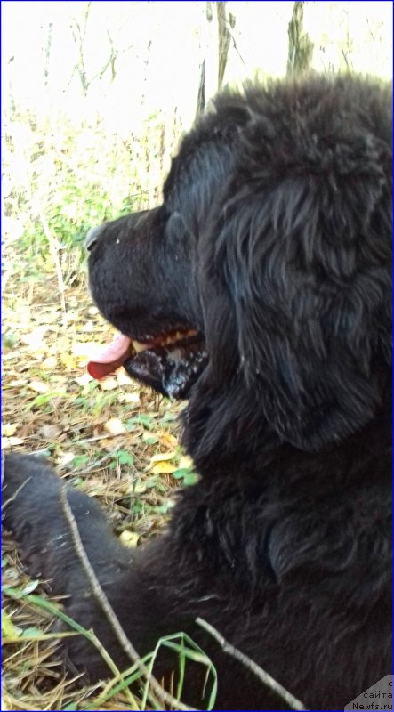 Фото: ньюфаундленд Ньюфорт Лапочка Дочка