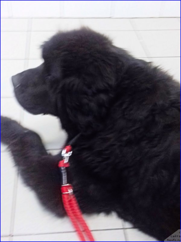 Фото: ньюфаундленд Ньюфорт Лапочка Дочка