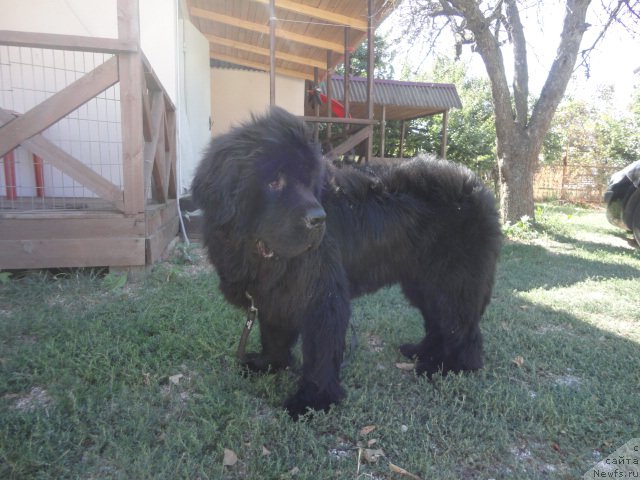 Фото: ньюфаундленд Бегущая по Волнам Есперанто Етуло Чуи