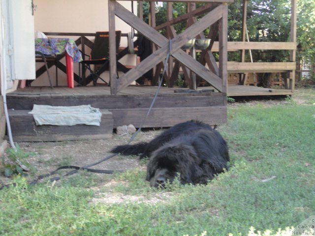 Фото: ньюфаундленд Бегущая по Волнам Есперанто Етуло Чуи