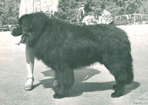 Фото: ньюфаундленд Мик Ант