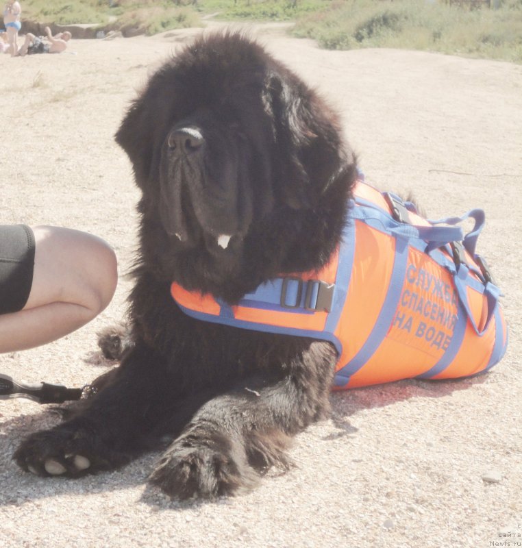 Фотография № 214209