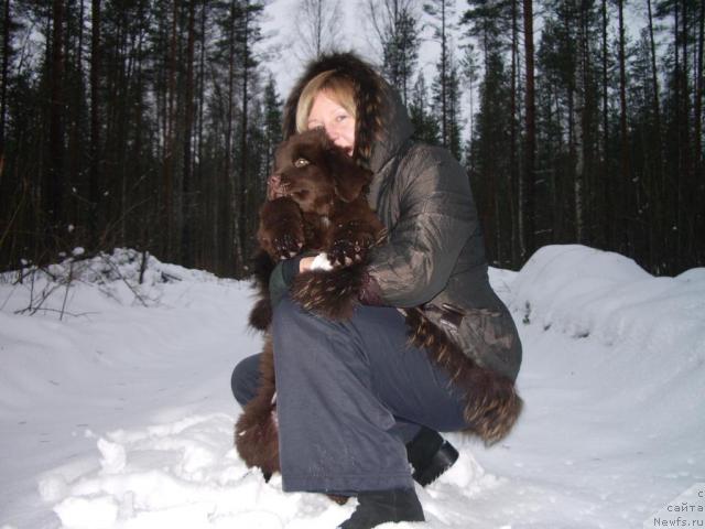 Фото: ньюфаундленд Красота Чистого Золота, Милюкова Светлана