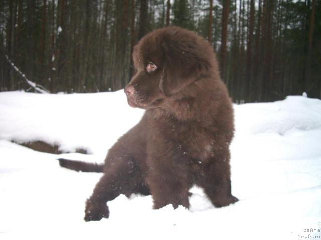 Фото: ньюфаундленд Красота Чистого Золота