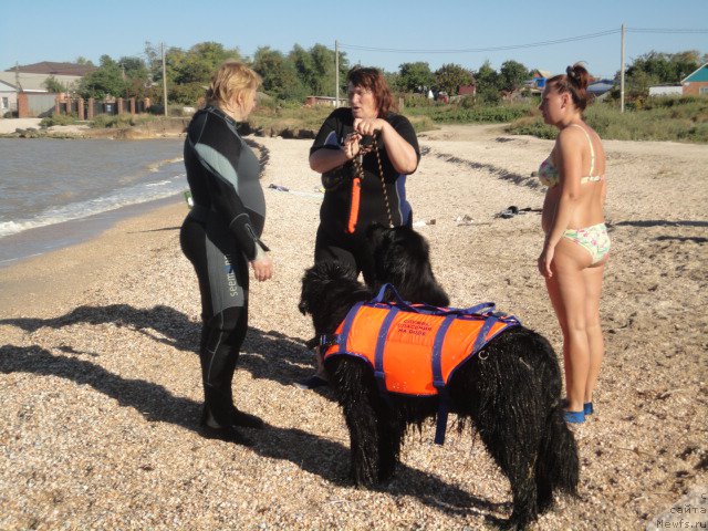 Фотография № 214234