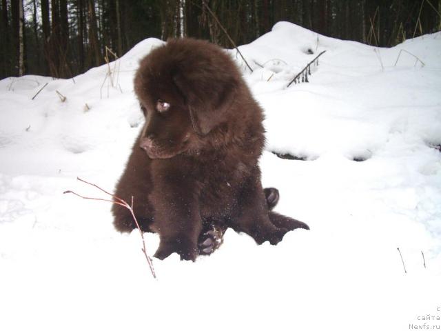 Фото: ньюфаундленд Красота Чистого Золота
