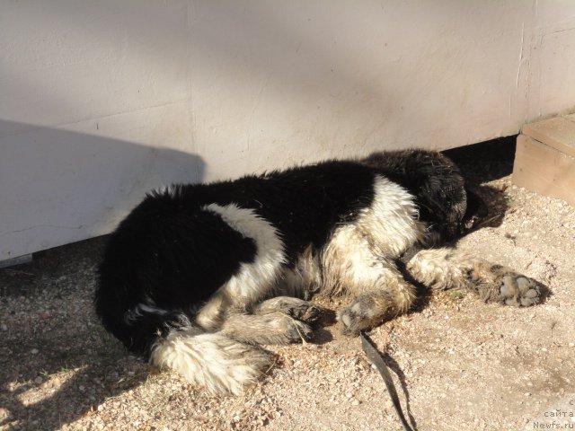 Фотография № 214281