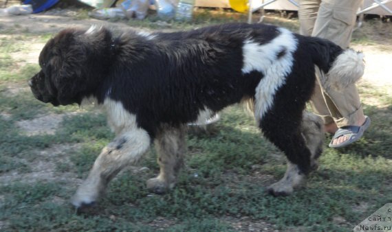 Фотография № 214289