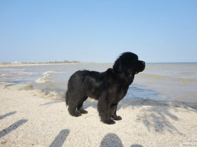 Фотография № 214298