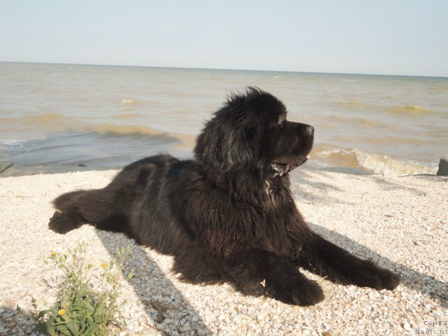 Фотография № 214299