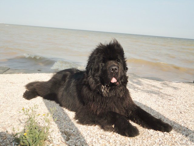 Фотография № 214300