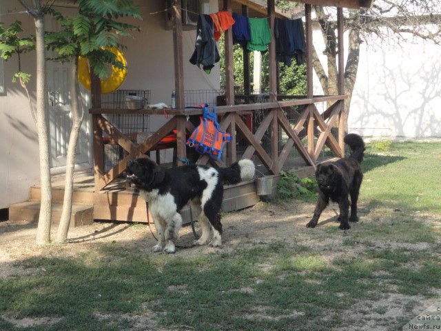 Фотография № 214303