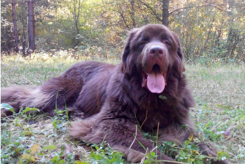 Фото: ньюфаундленд Браунблад МСК Сайлас Соул Дрим