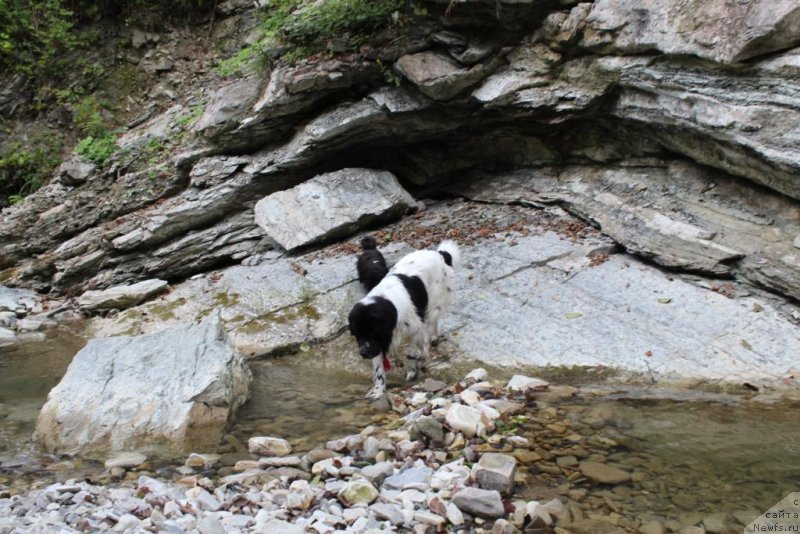 Фото: ньюфаундленд Сент Джонс Исида