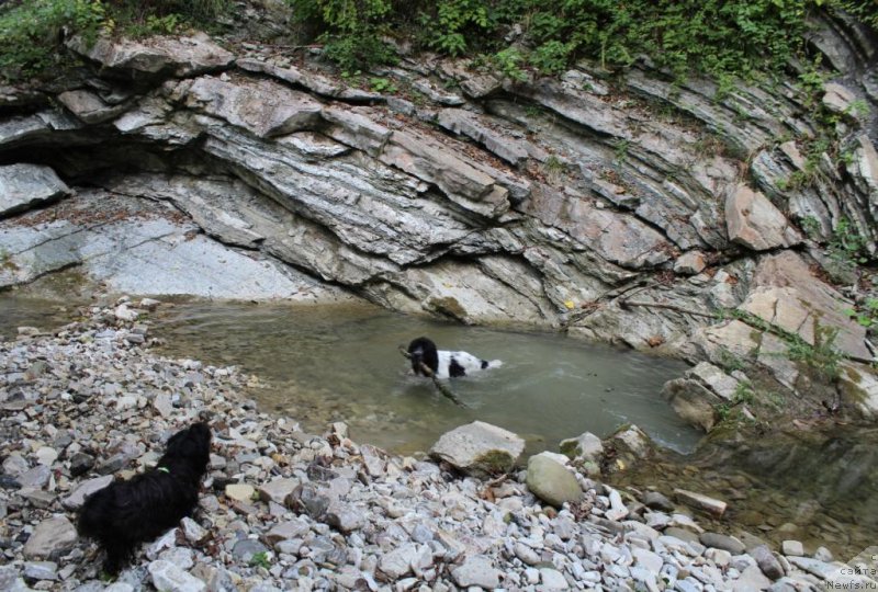 Фото: ньюфаундленд Сент Джонс Исида