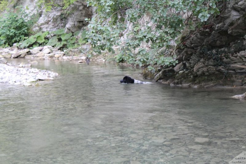 Фото: ньюфаундленд Сент Джонс Исида