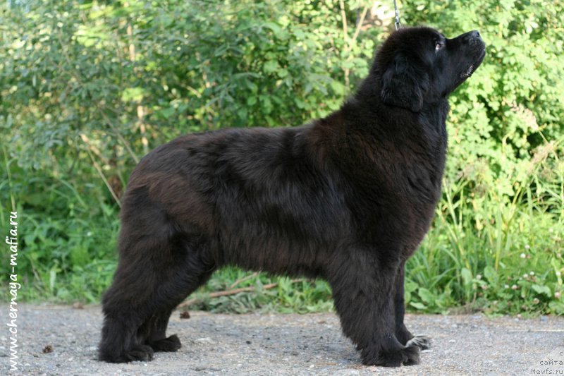 Фото: ньюфаундленд Бегущая по Волнам Роуал Флаш (Beguschaya po Volnam Royal Flash)