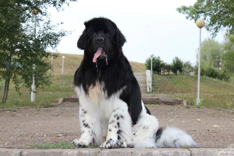 Фото: ньюфаундленд Плюшевая Панда Ферреро Ронд Нуар (Plushevaya Panda Ferrero Rond Noir)