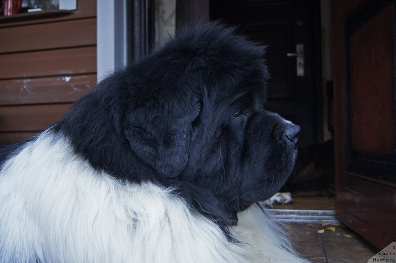 Фото: ньюфаундленд Супер Бизон Космос (Super Bizon Cosmos)