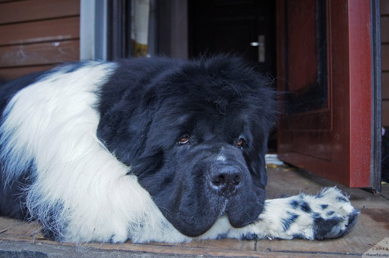 Фото: ньюфаундленд Супер Бизон Космос (Super Bizon Cosmos)