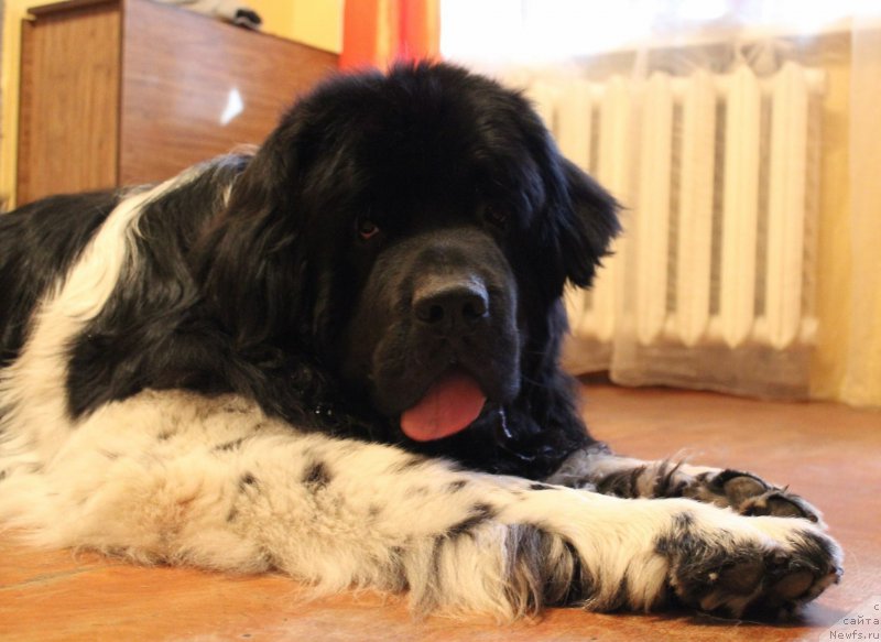 Фото: ньюфаундленд Плюшевая Панда Ферреро Ронд Нуар (Plushevaya Panda Ferrero Rond Noir)